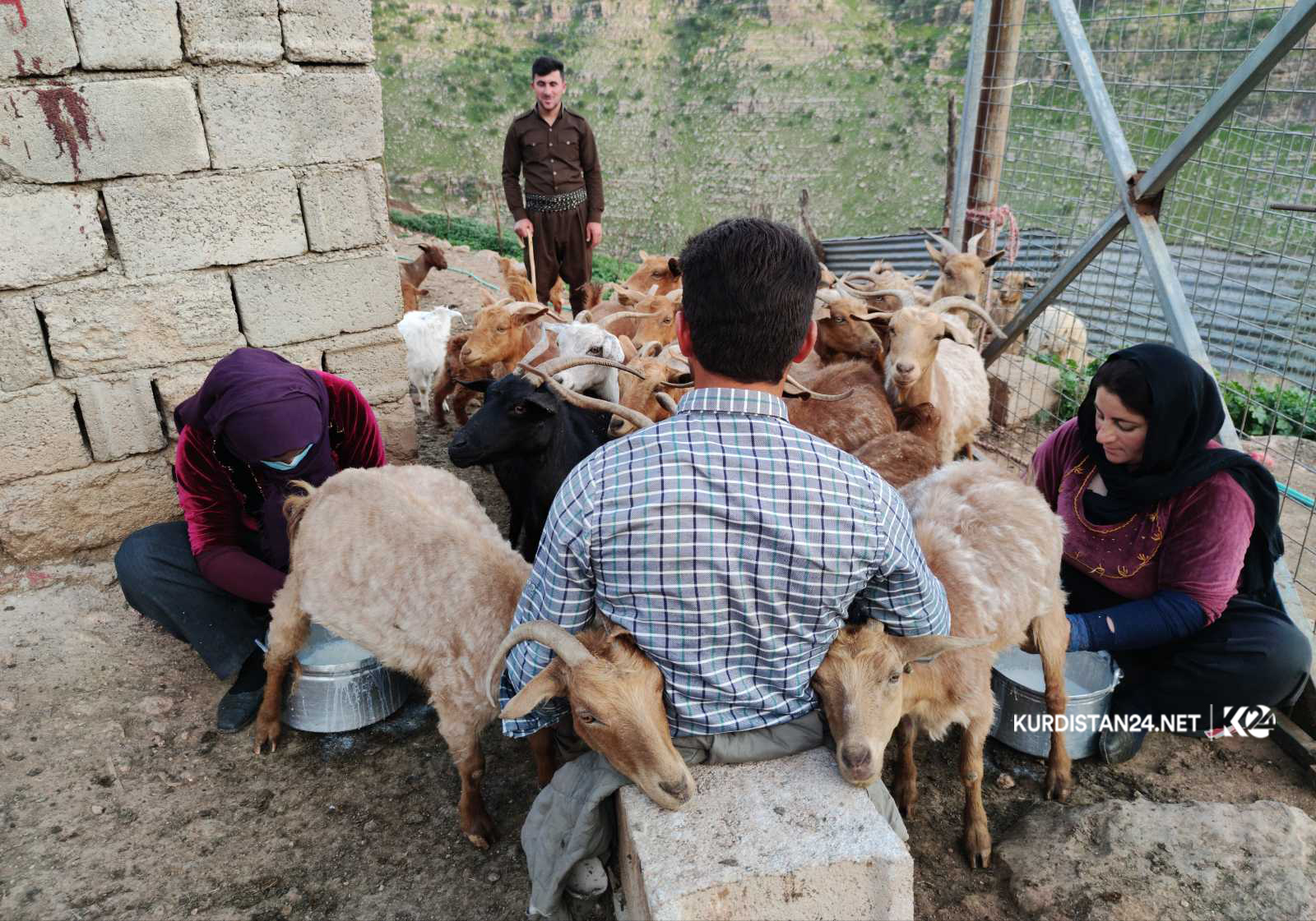 بزنی مەرەز