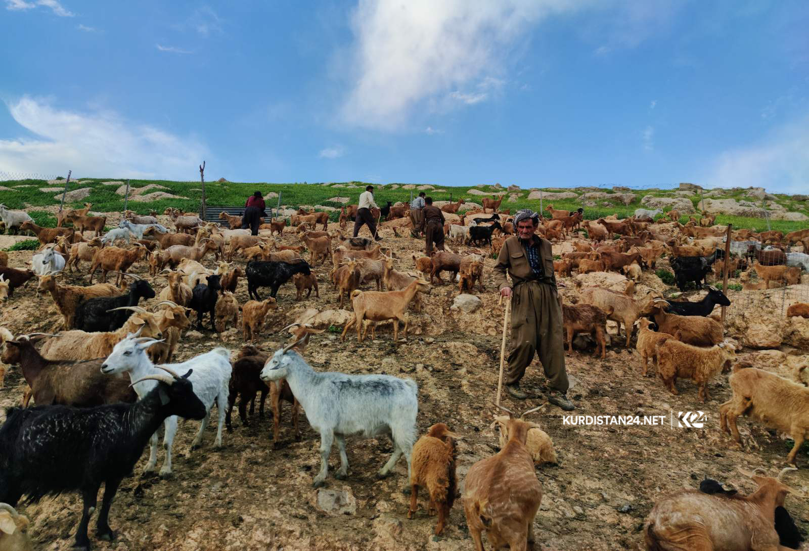 بزنی مەرەز
