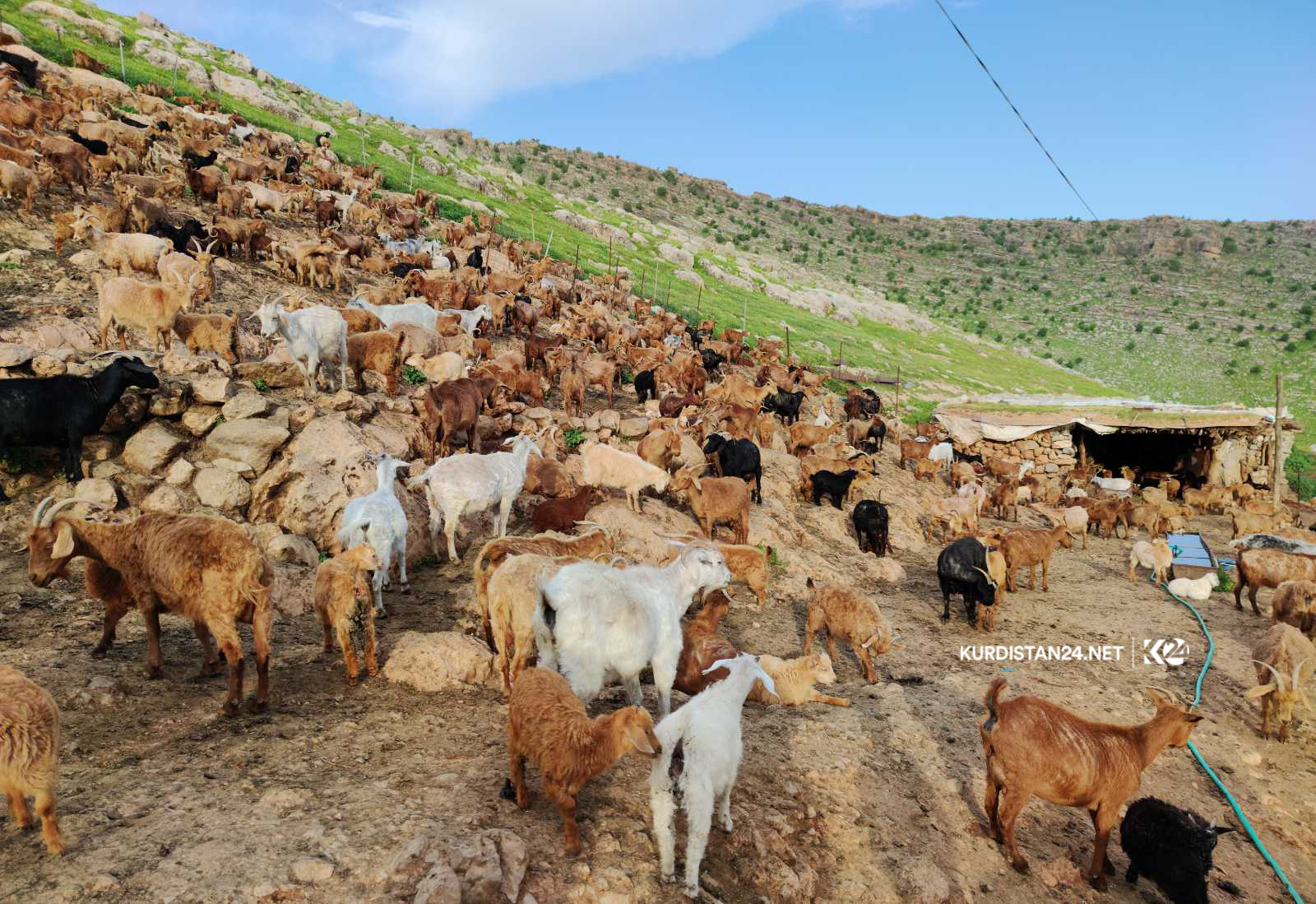 بزنی مەرەز