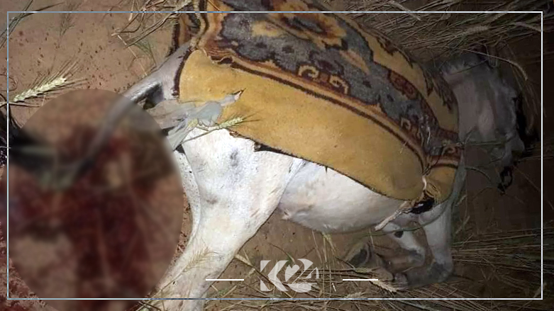 عثرت قوات الأمن على حمار قد قضى بالاشتباكات قرب كركوك - صورة حصلت عليها كوردستان 24 من طرف ثالث