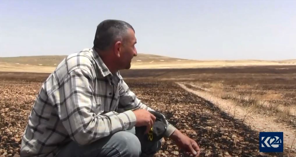 Li Kobanî 800 donim zeviyên Çandinê Şewitîn