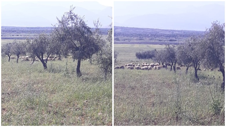 Bi wêne.. Grûpên çekdar pezên xwe li nav zeviyên Efrînê diçêrînin 