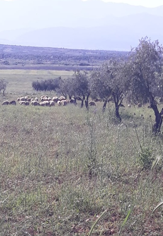 Bi wêne.. Grûpên çekdar pezên xwe li nav zeviyên Efrînê diçêrînin 