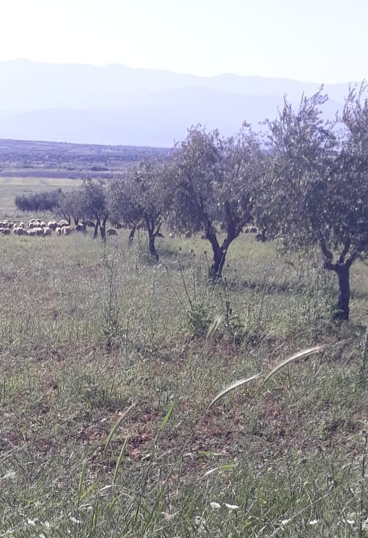 Bi wêne.. Grûpên çekdar pezên xwe li nav zeviyên Efrînê diçêrînin 