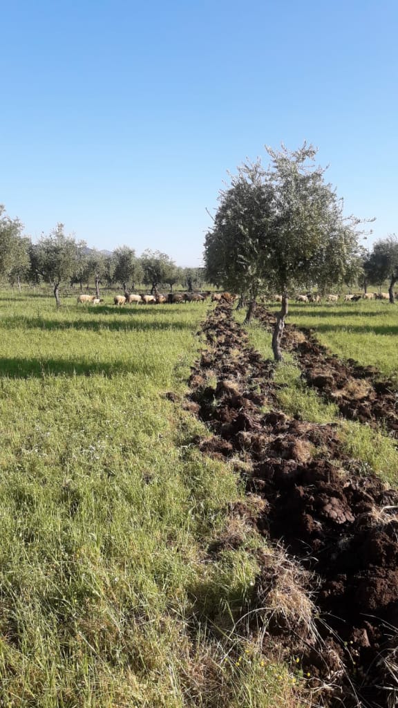 Bi wêne.. Grûpên çekdar pezên xwe li nav zeviyên Efrînê diçêrînin 