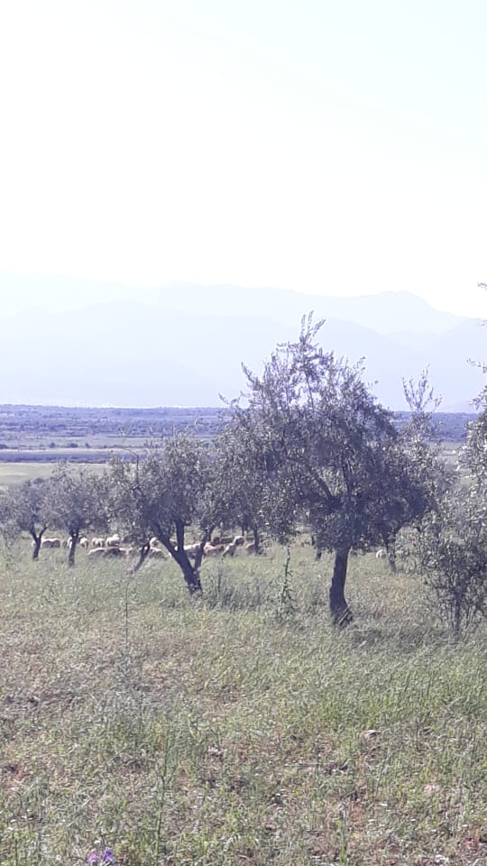 Bi wêne.. Grûpên çekdar pezên xwe li nav zeviyên Efrînê diçêrînin 
