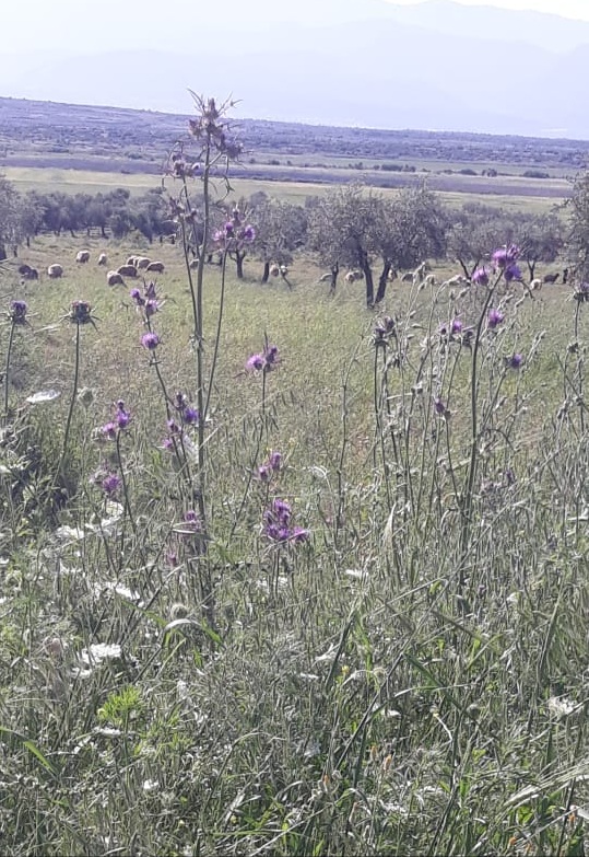 Bi wêne.. Grûpên çekdar pezên xwe li nav zeviyên Efrînê diçêrînin 