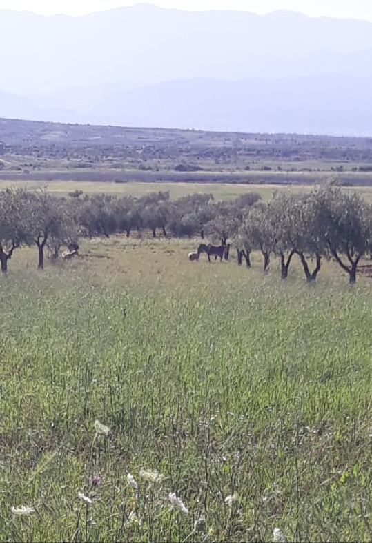 Bi wêne.. Grûpên çekdar pezên xwe li nav zeviyên Efrînê diçêrînin 