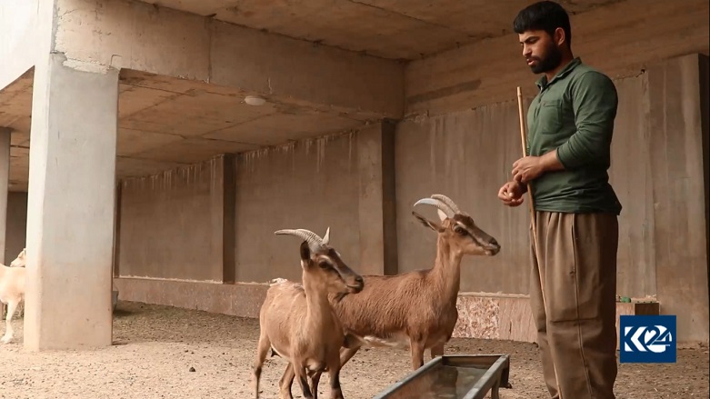 Kochar caring for his flock of wild mountain goats, May 10, 2020. (Photo: Kurdistan 24)