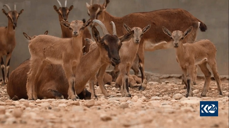 A flock of wild mountain goats, May 10, 2020. (Photo: Kurdistan 24)
