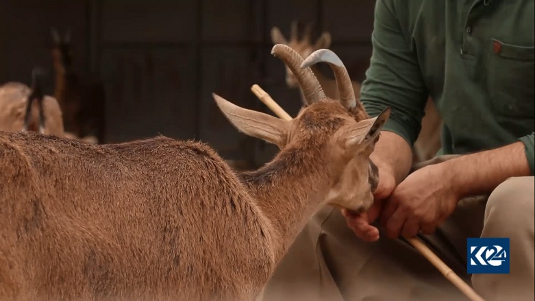 Kochar caring for his flock of wild mountain goats, May 10, 2020. (Photo: Kurdistan 24)
