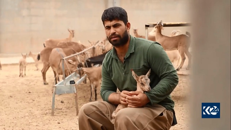 Kochar caring for his flock of wild mountain goats, May 10, 2020. (Photo: Kurdistan 24)