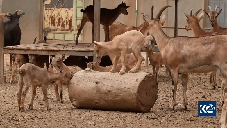 A flock of wild mountain goats, May 10, 2020. (Photo: Kurdistan 24)