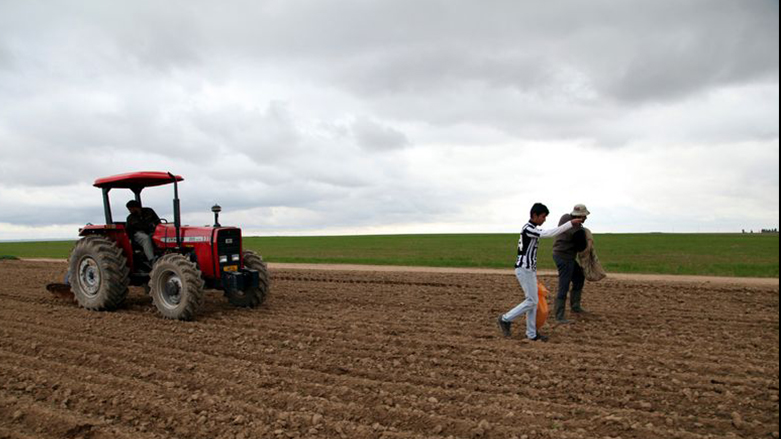 العراق يشتري 1.363 مليون طن قمحا من المحصول المحلي