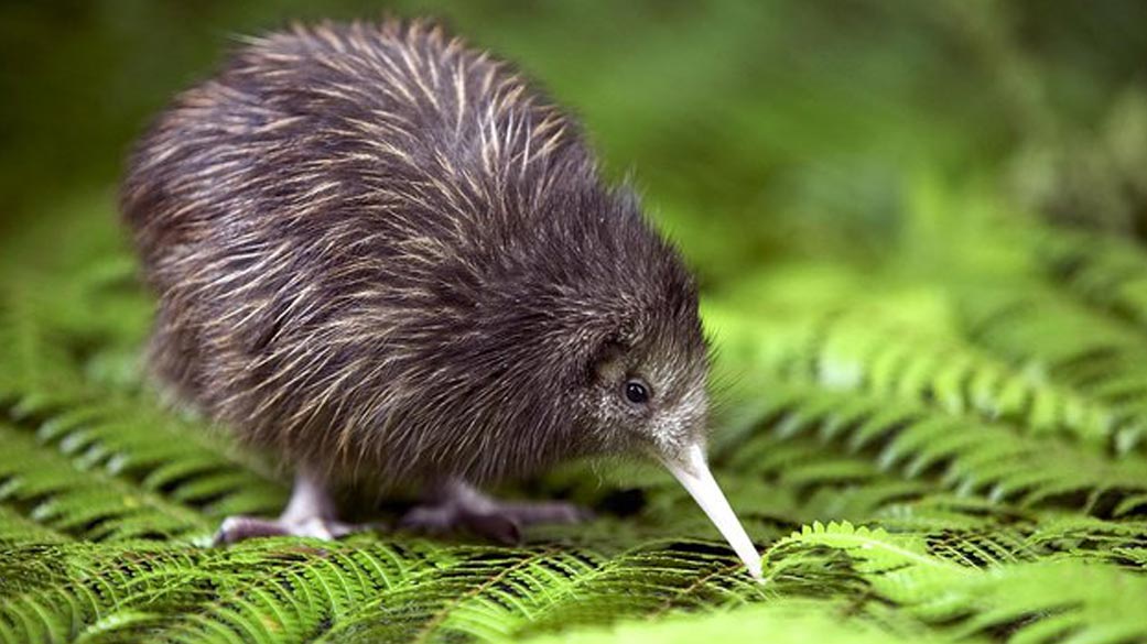 ئاژه‌ڵی كیوی، كه‌ به‌ سیبمۆلی نیوزیلاند ناسراوه‌