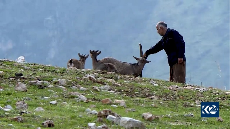 Wild mountain goats in Barzan are often unafraid of human contact. (Photo: Kurdistan 24)