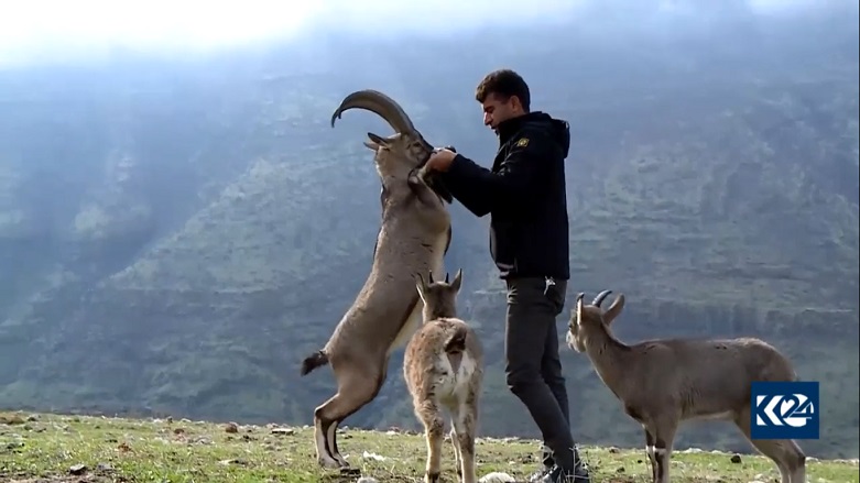 Wild mountain goats in Barzan are often unafraid of human contact. (Photo: Kurdistan 24)