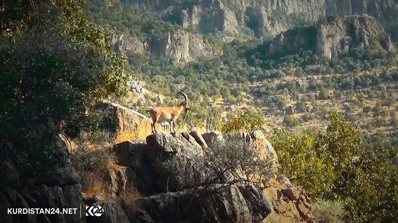 A wild mountain goat stands on a ledge in the Kurdistan Region's Barzan. (Photo: Kurdistan 24)