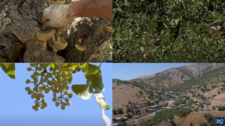 گەشتێک بەنێو گوندی گەورەدێ و کۆکردنەوەی تاڵەبنێشت 