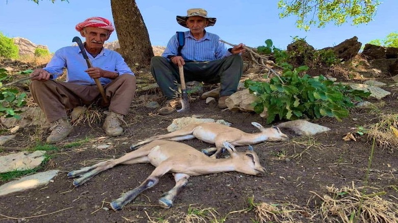 Two deer fawns were killed as a result of Turkish bombardment in the Kurdistan Region. (Photo: Social Media)