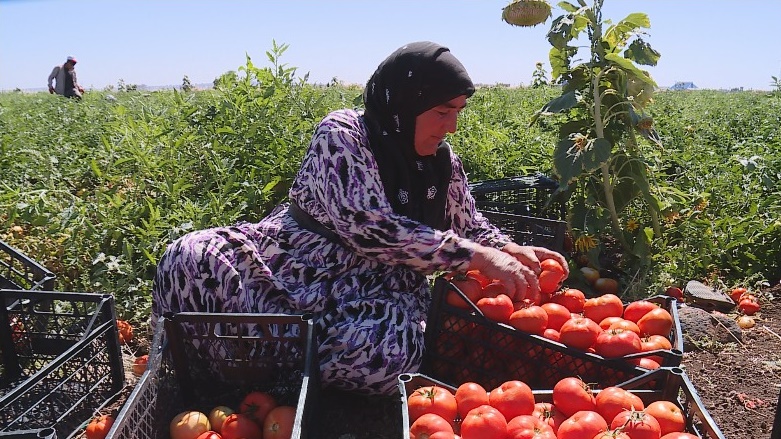 Li Diyarbekirê cotkariya bacanên sor zêde dibe