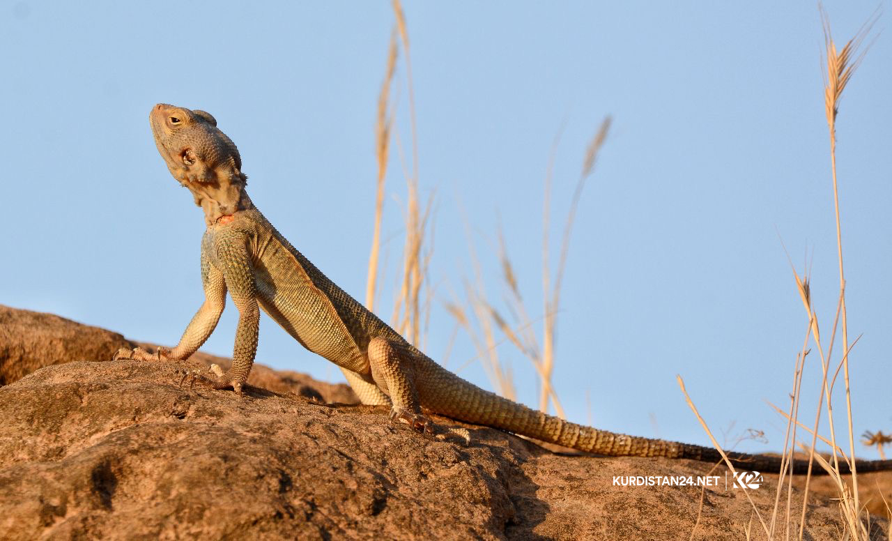 Bi wêne.. Firînde û ajelên kûvî yên devera Germiyanê