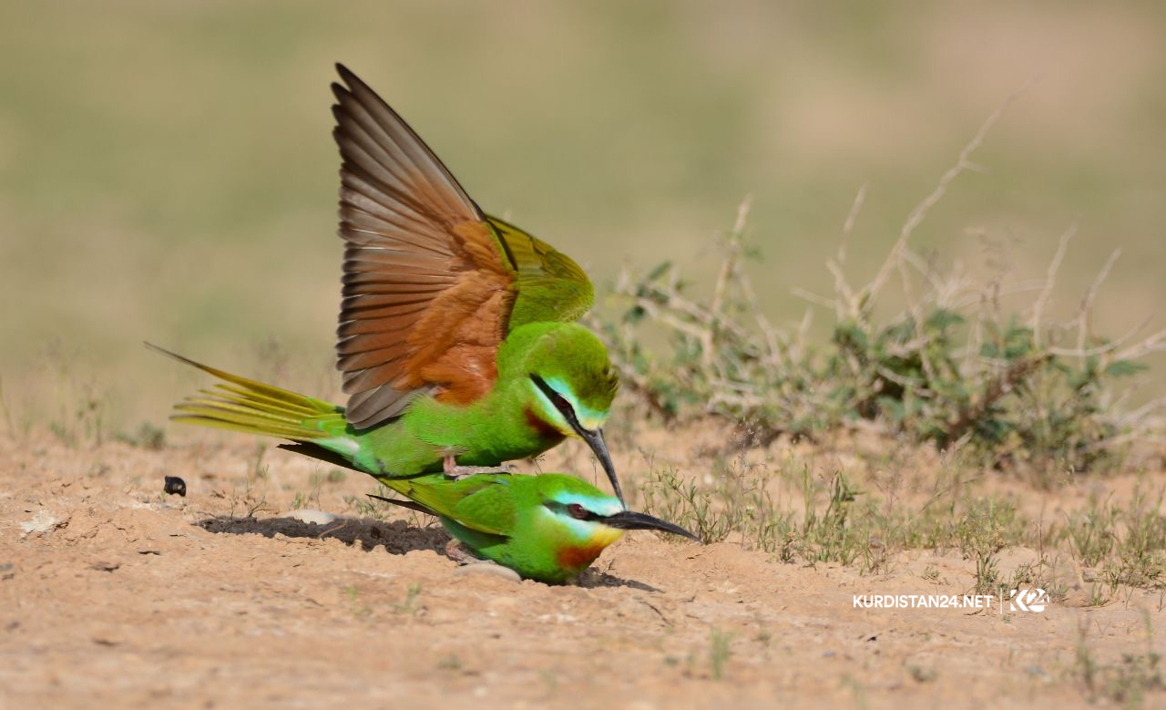 Bi wêne.. Firînde û ajelên kûvî yên devera Germiyanê