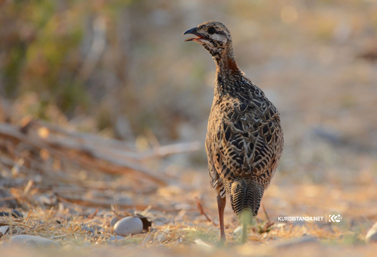 Bi wêne.. Firînde û ajelên kûvî yên devera Germiyanê