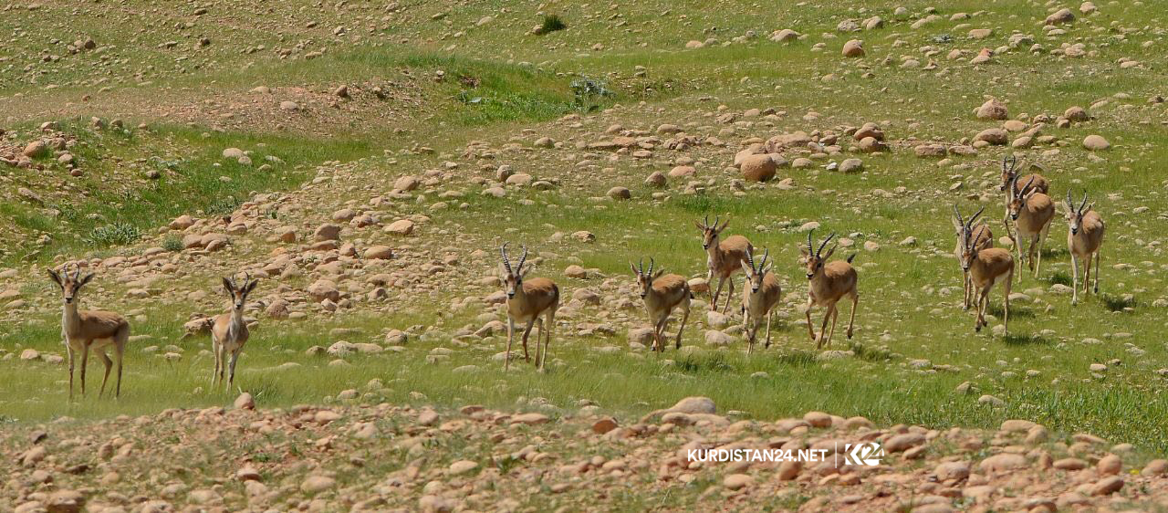 Bi wêne.. Firînde û ajelên kûvî yên devera Germiyanê