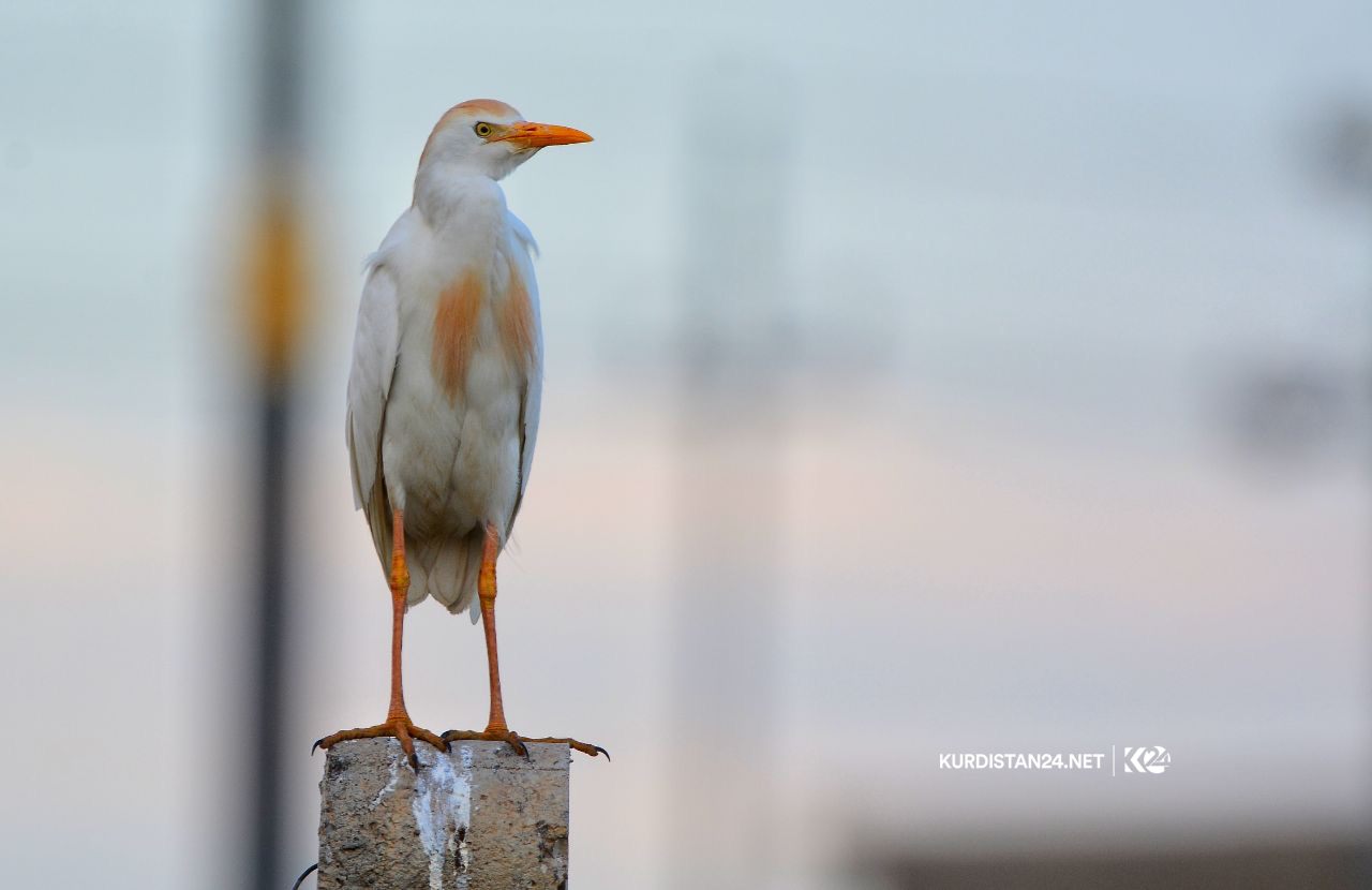 Bi wêne.. Firînde û ajelên kûvî yên devera Germiyanê