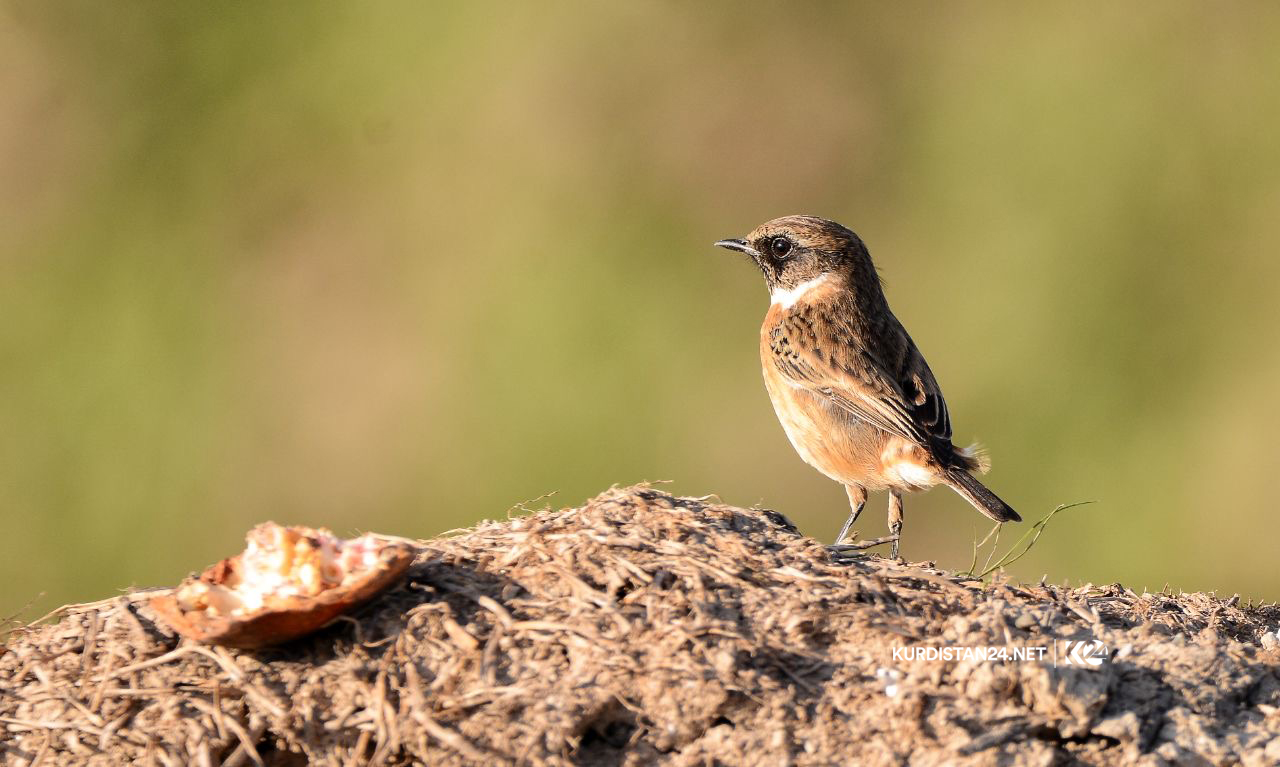Bi wêne.. Firînde û ajelên kûvî yên devera Germiyanê