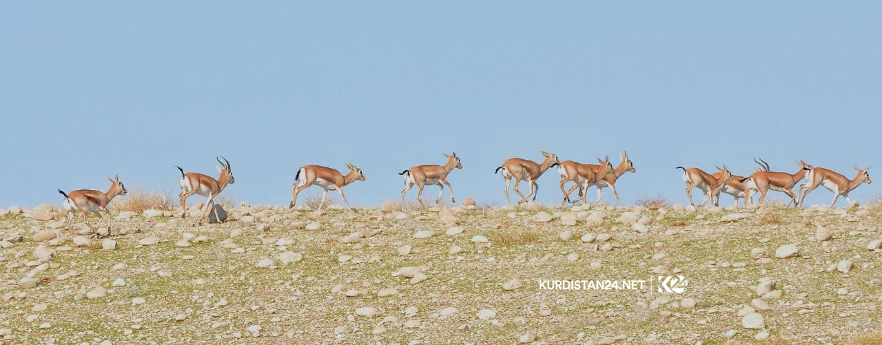 Bi wêne.. Firînde û ajelên kûvî yên devera Germiyanê
