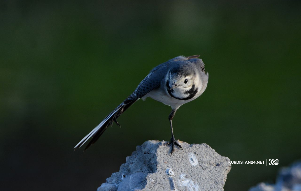 Bi wêne.. Firînde û ajelên kûvî yên devera Germiyanê