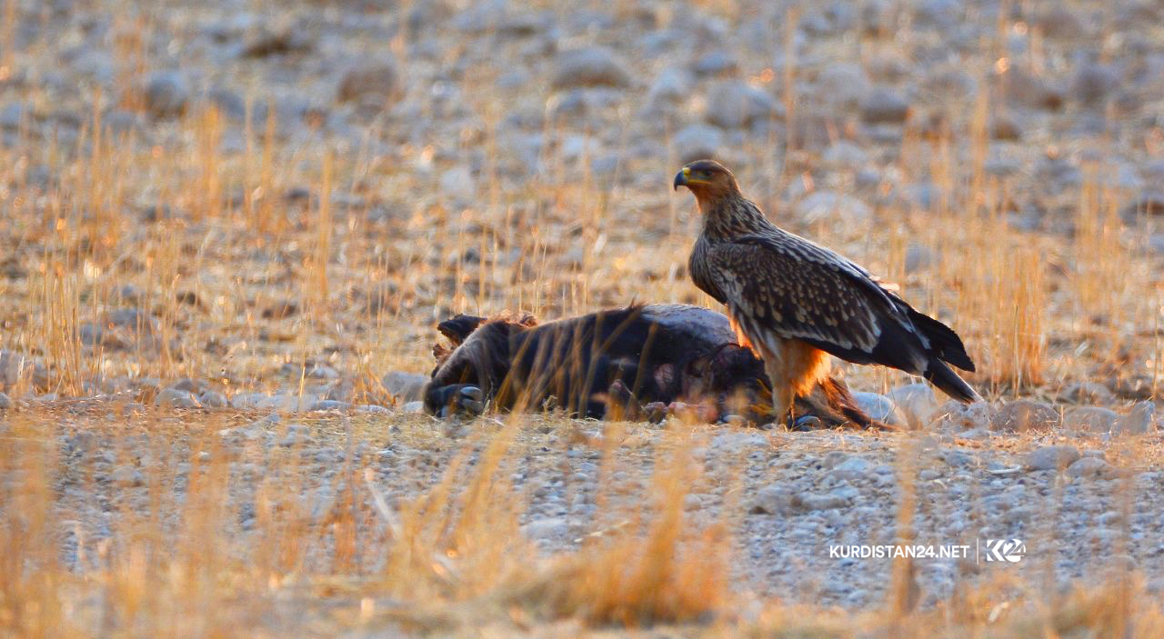 Bi wêne.. Firînde û ajelên kûvî yên devera Germiyanê
