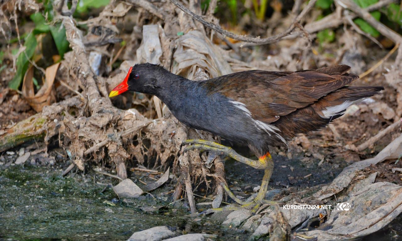 Photo: Kurdistan 24/Najib Omer