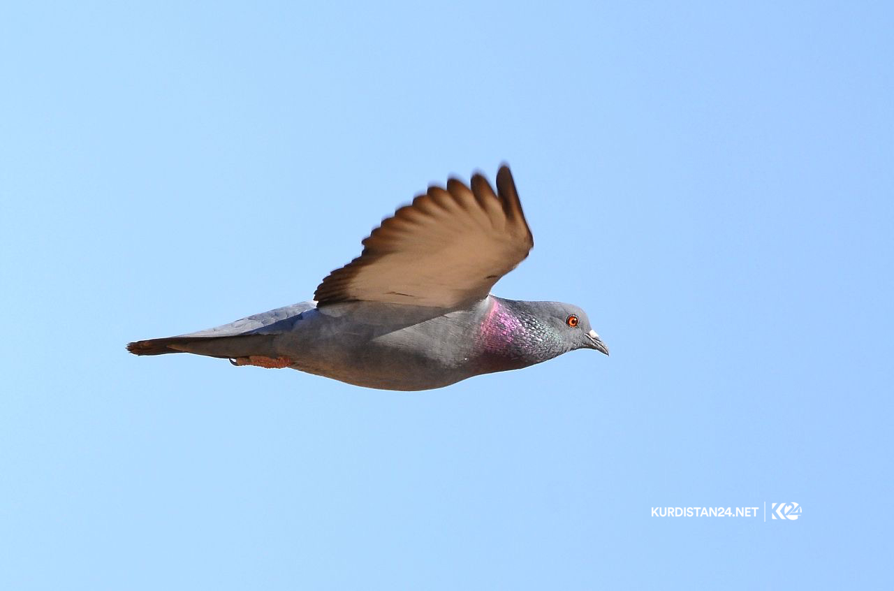 Bi wêne.. Firînde û ajelên kûvî yên devera Germiyanê