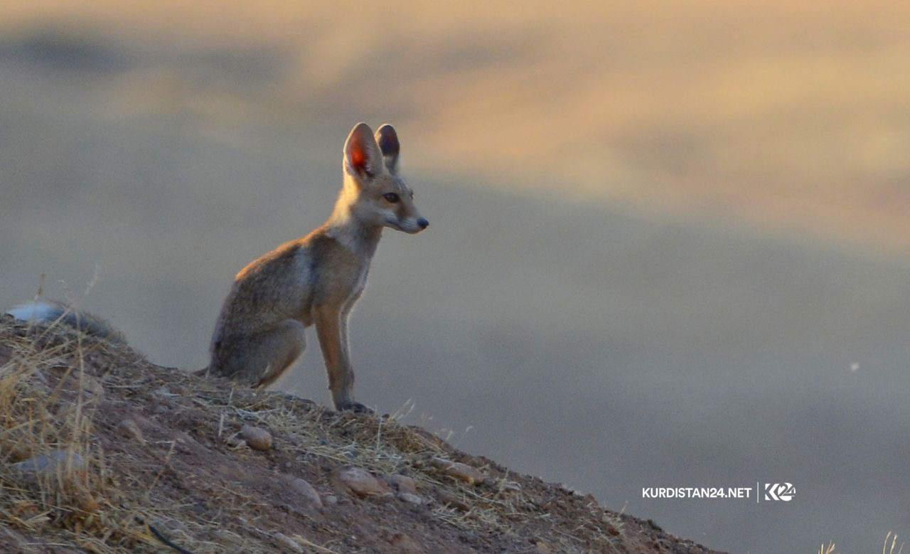 Bi wêne.. Firînde û ajelên kûvî yên devera Germiyanê