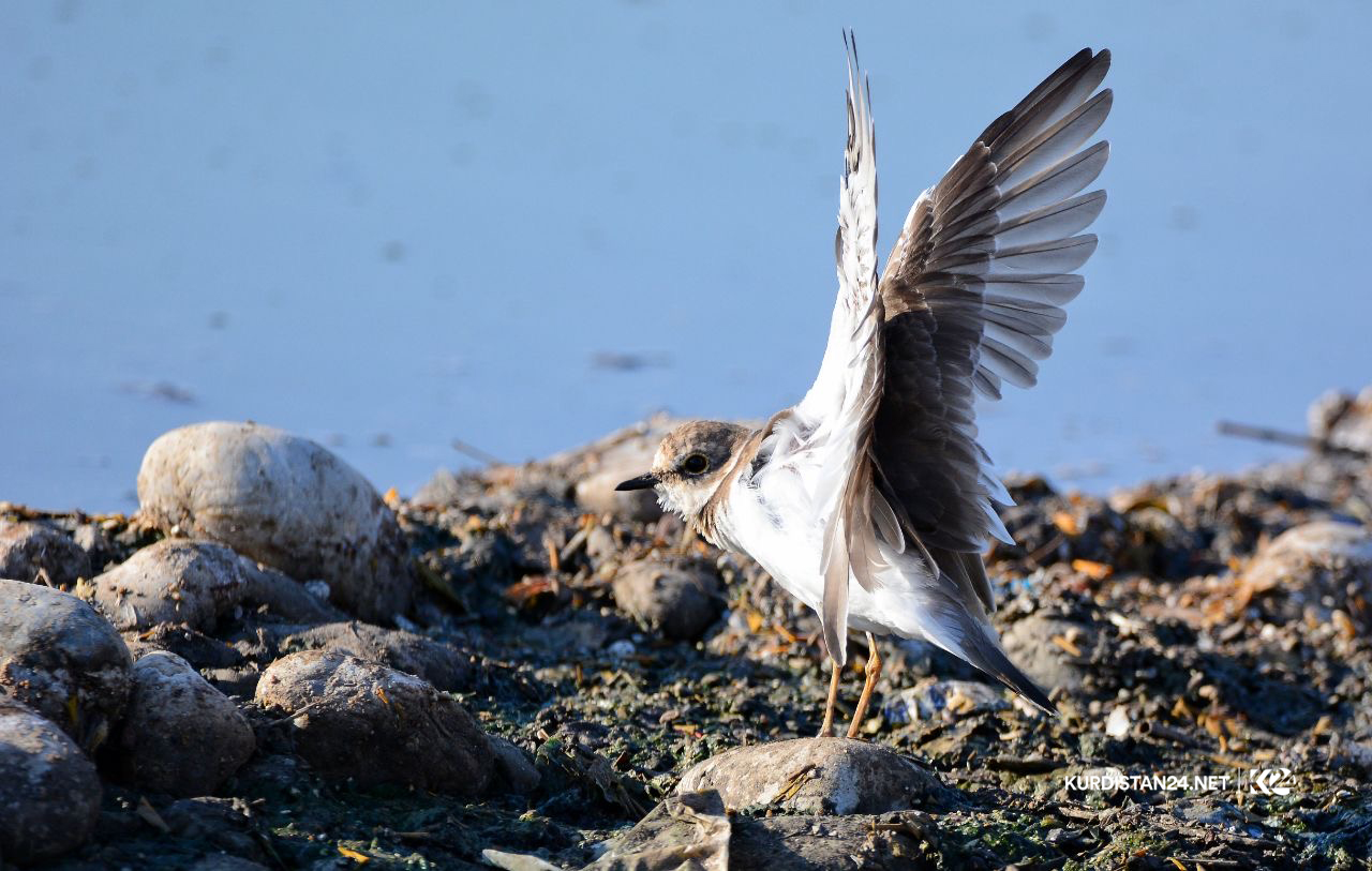 Bi wêne.. Firînde û ajelên kûvî yên devera Germiyanê