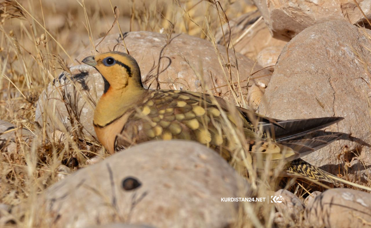 Photo: Kurdistan 24/Najib Omer