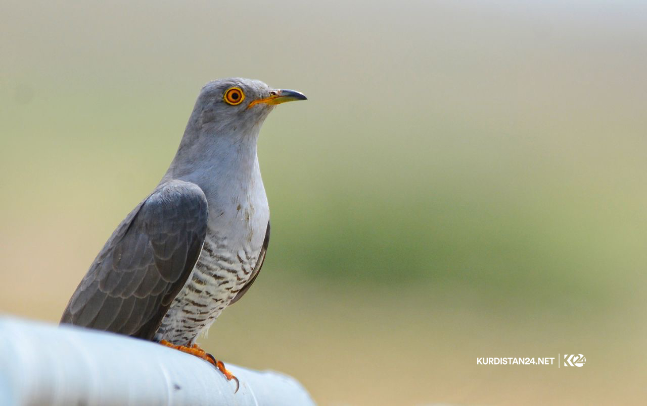 Bi wêne.. Firînde û ajelên kûvî yên devera Germiyanê