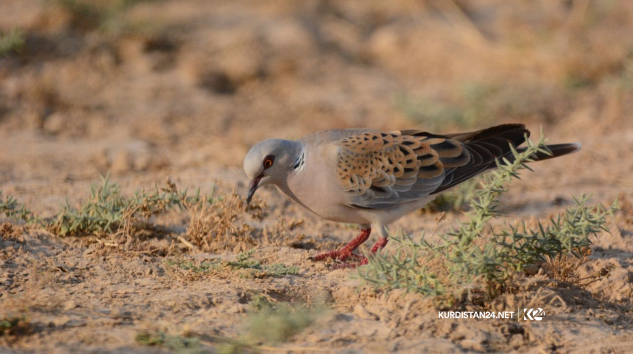 Bi wêne.. Firînde û ajelên kûvî yên devera Germiyanê