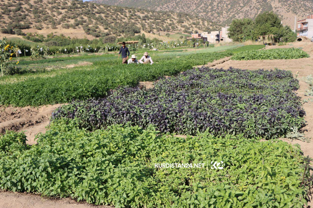 بە وێنە... ئاوایی کۆڵان