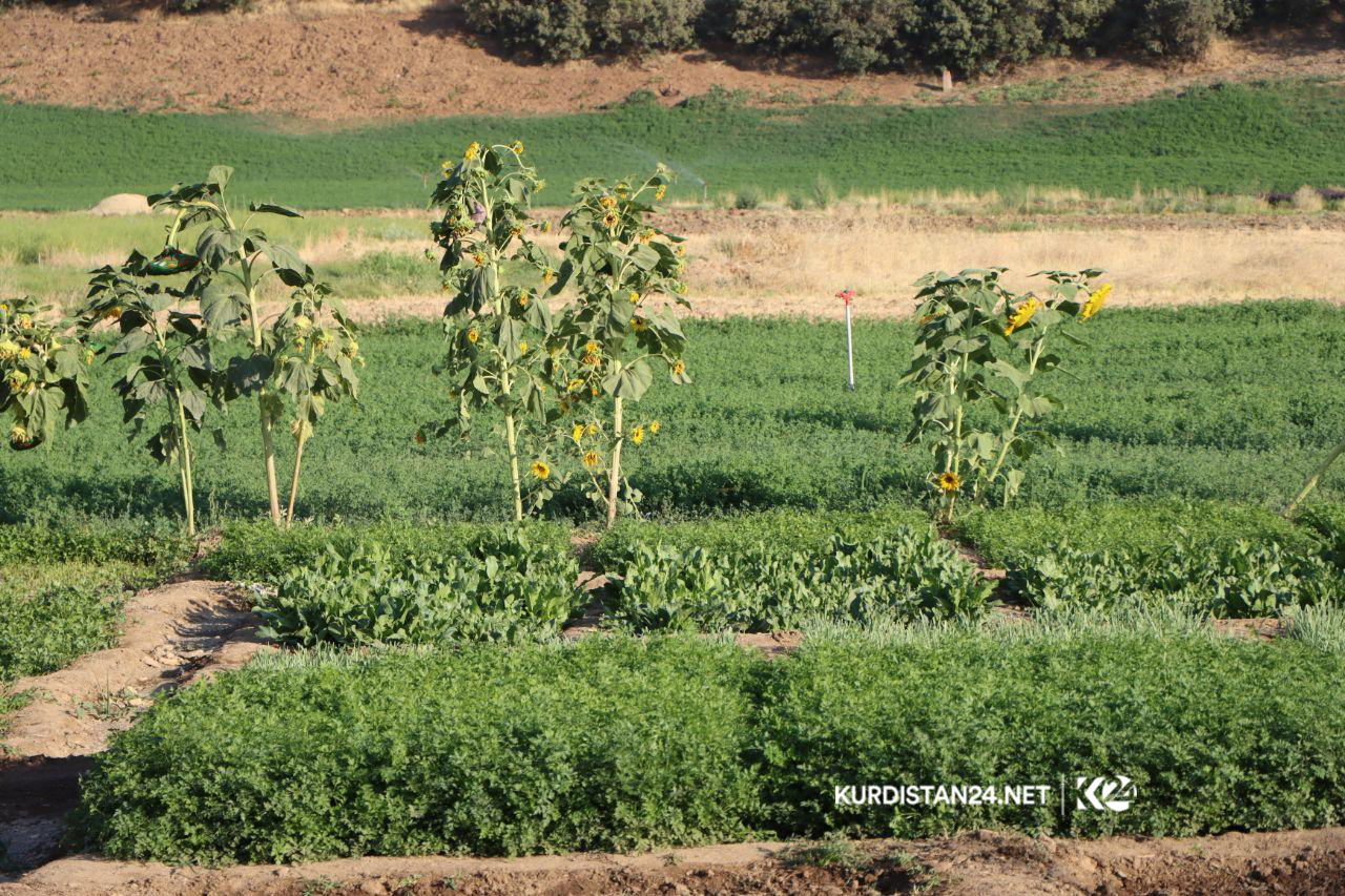 بە وێنە... ئاوایی کۆڵان