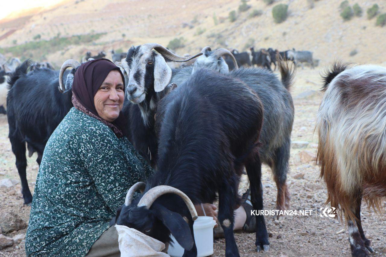 گه‌له‌ بێری 