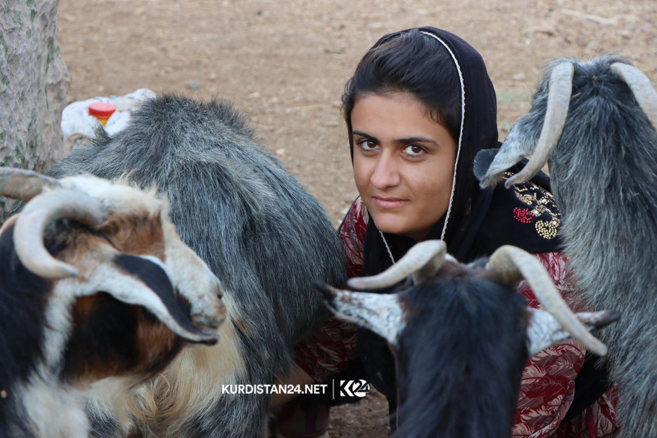 گه‌له‌ بێری 