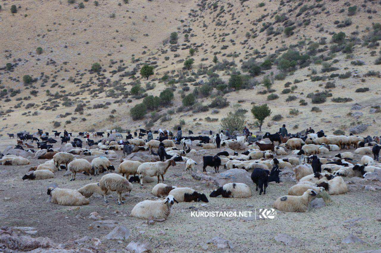 گه‌له‌ بێری 