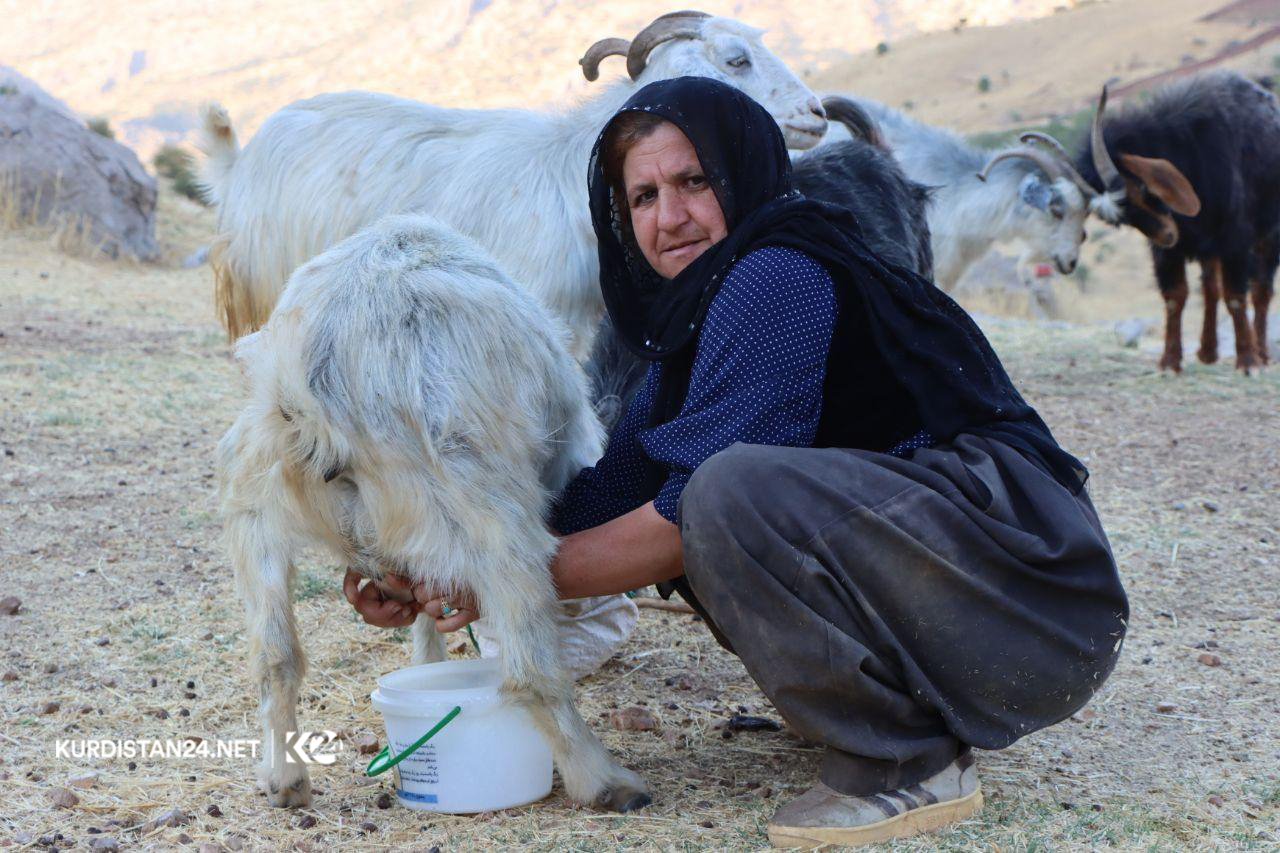 گه‌له‌ بێری 