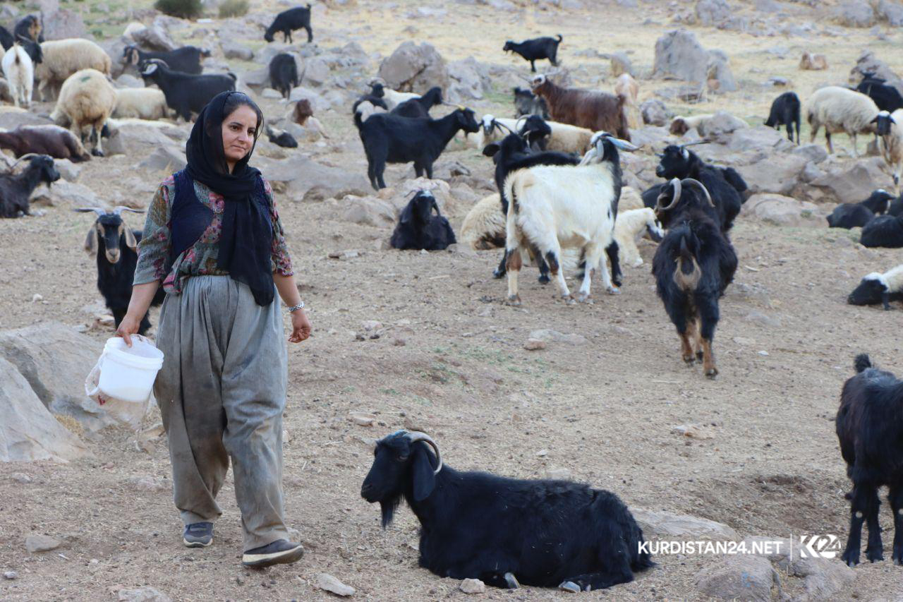 گه‌له‌ بێری 