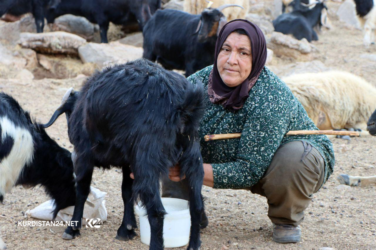 گه‌له‌ بێری 