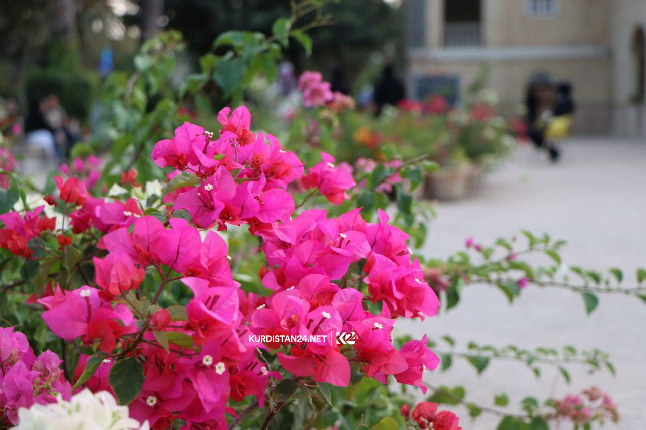 باخی 